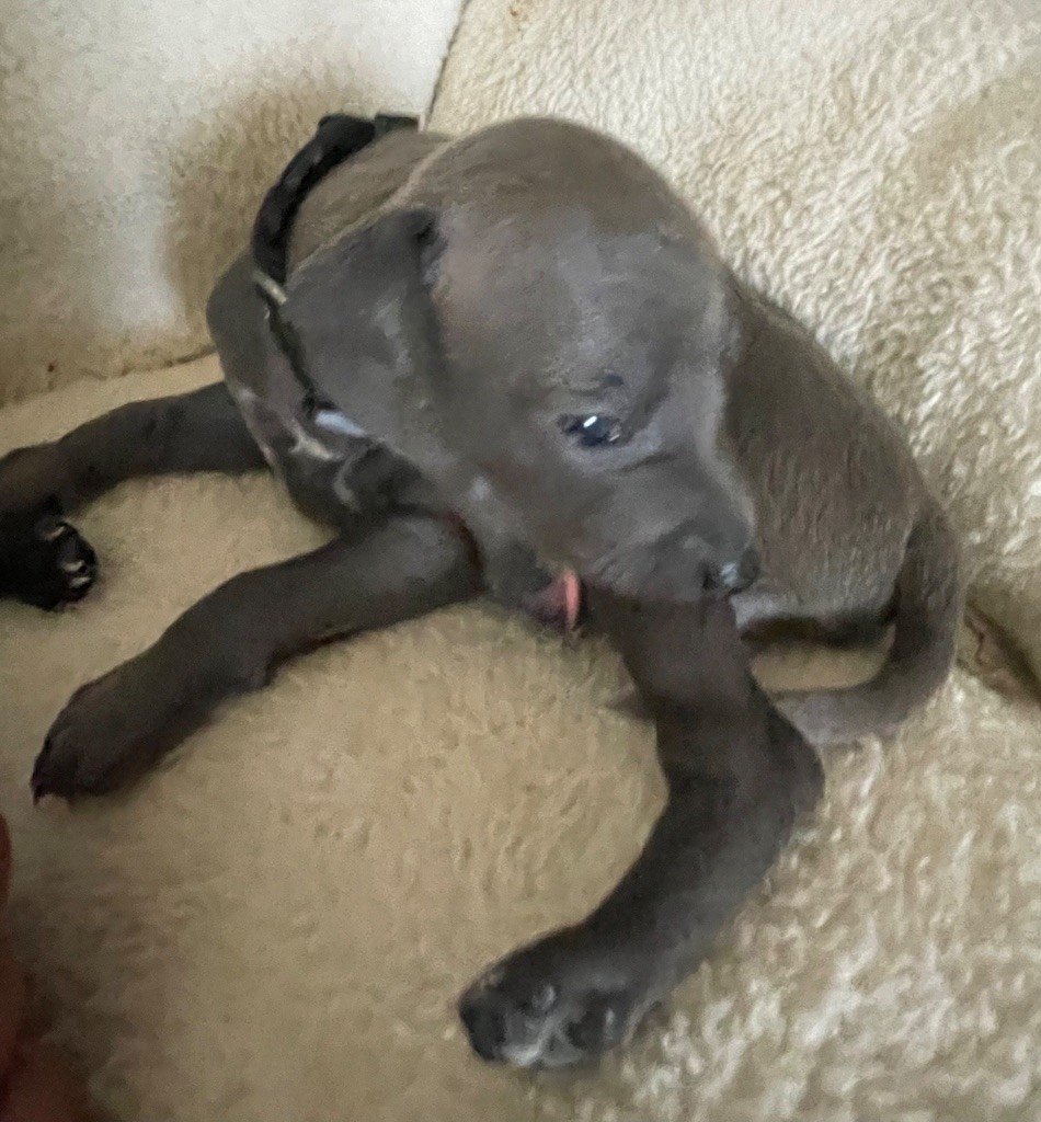Du Domaine Des Trois L - Chiots disponibles - Petit Levrier Italien