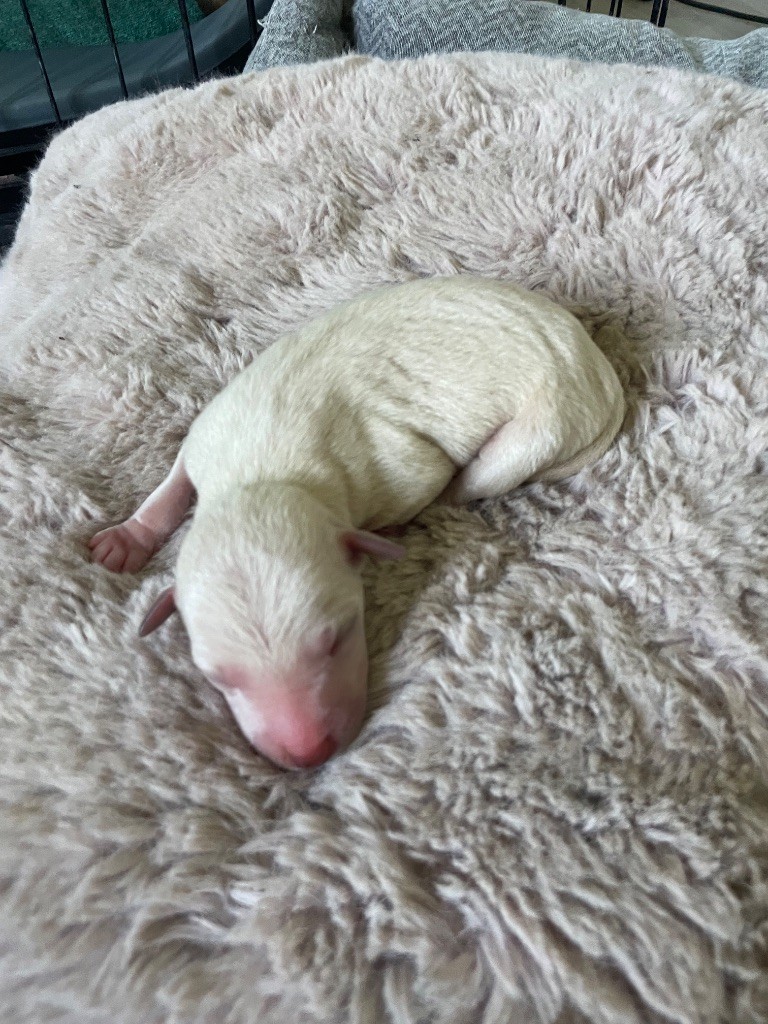 Du Domaine Des Trois L - Chiots disponibles - Petit Levrier Italien