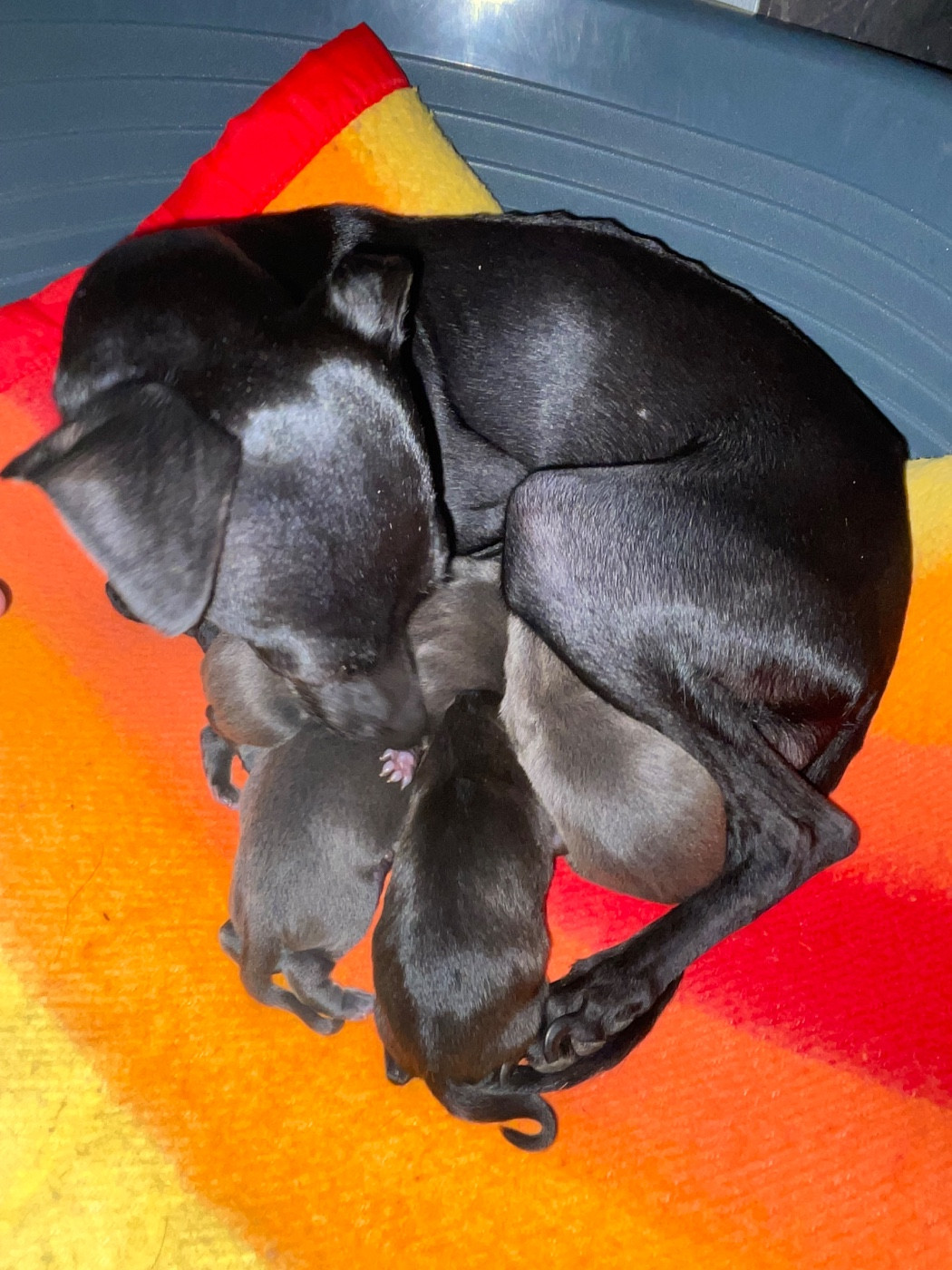 Du Domaine Des Trois L - Petit Levrier Italien - Portée née le 11/03/2026