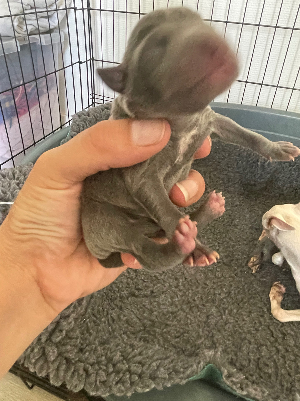 Du Domaine Des Trois L - Chiots disponibles - Petit Levrier Italien