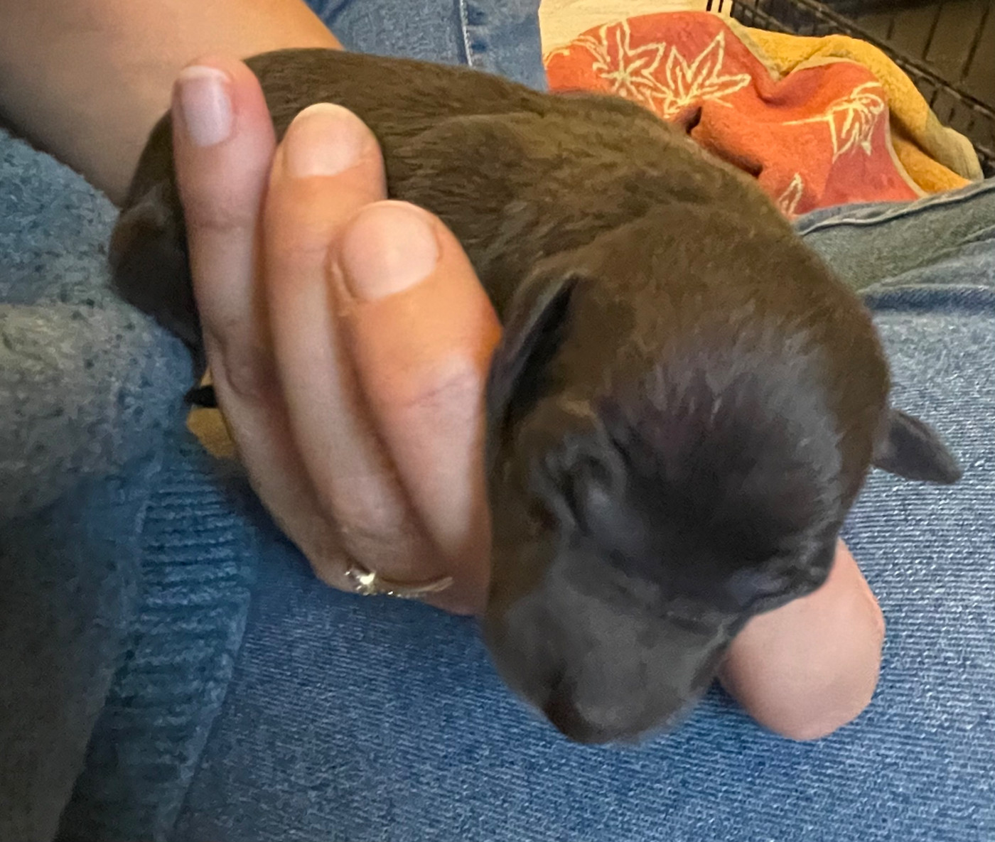 Du Domaine Des Trois L - Chiots disponibles - Petit Levrier Italien