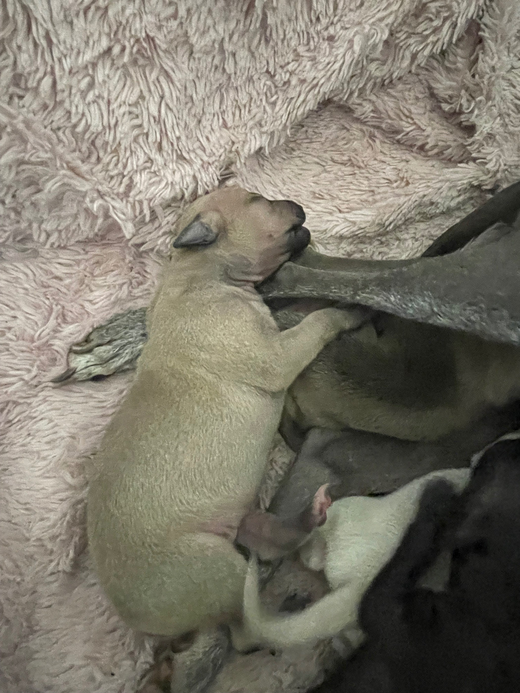Du Domaine Des Trois L - Chiots disponibles - Petit Levrier Italien
