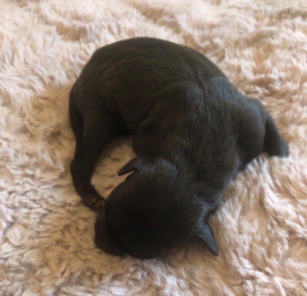 Du Domaine Des Trois L - Petit Levrier Italien - Portée née le 17/08/2024