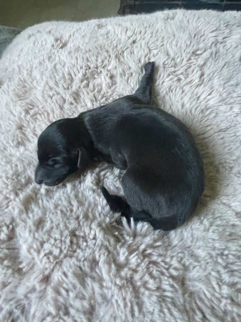 Du Domaine Des Trois L - Chiots disponibles - Petit Levrier Italien