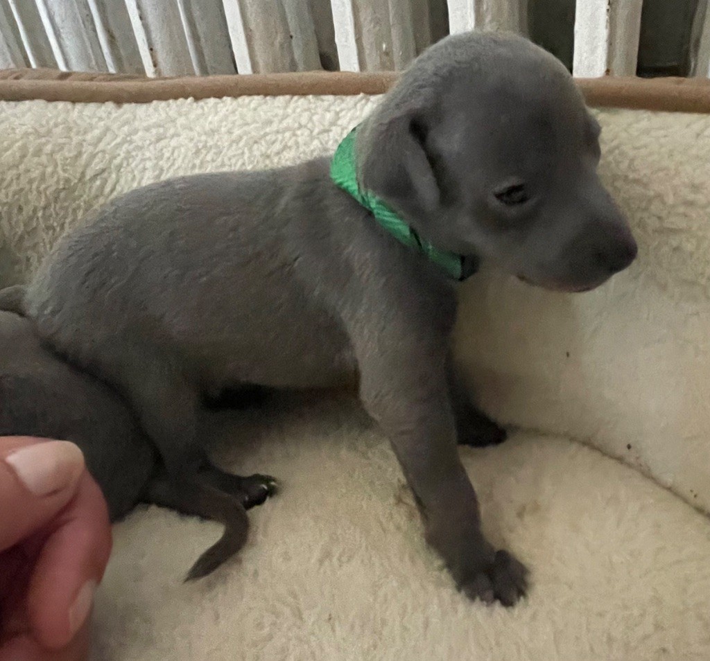 Du Domaine Des Trois L - Chiots disponibles - Petit Levrier Italien