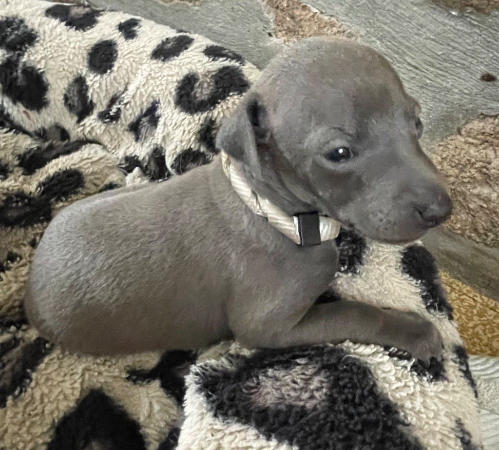 Du Domaine Des Trois L - Chiots disponibles - Petit Levrier Italien