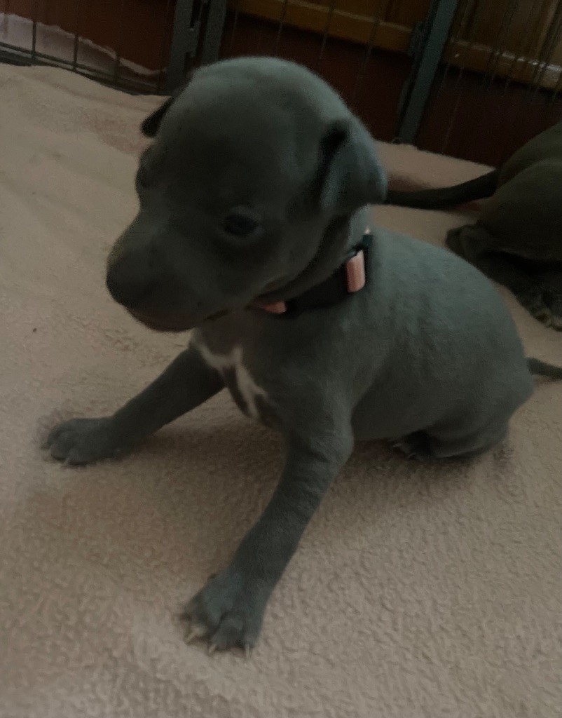 Du Domaine Des Trois L - Chiots disponibles - Petit Levrier Italien