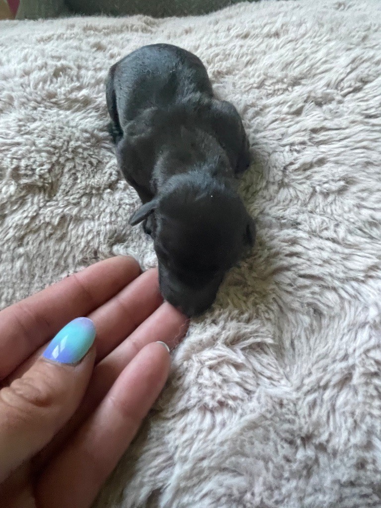 Du Domaine Des Trois L - Chiots disponibles - Petit Levrier Italien
