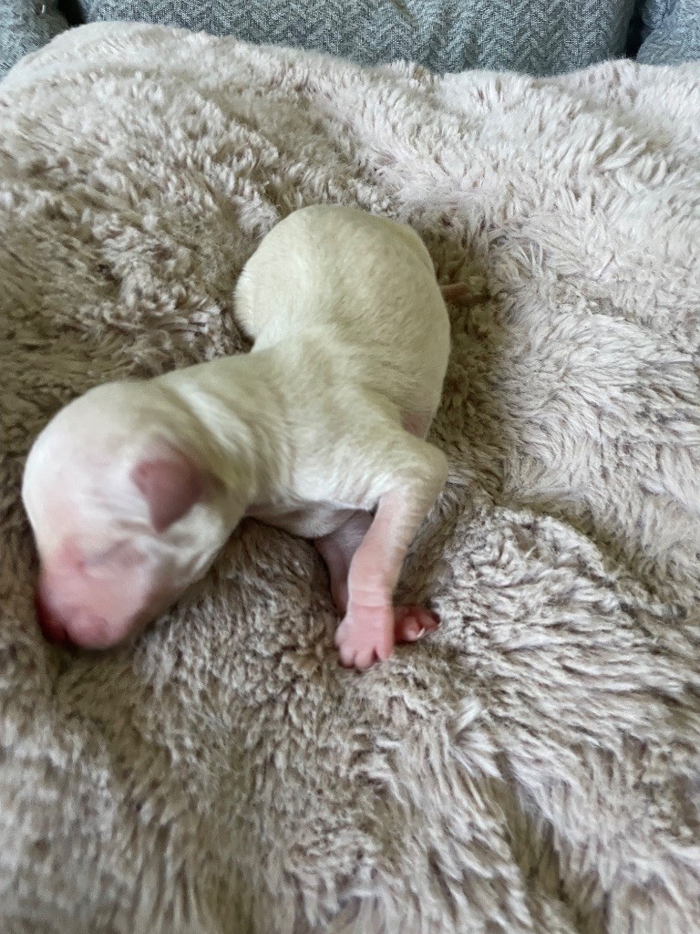 Du Domaine Des Trois L - Chiots disponibles - Petit Levrier Italien