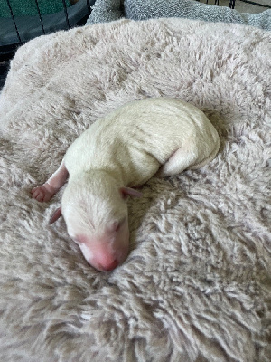 CHIOT