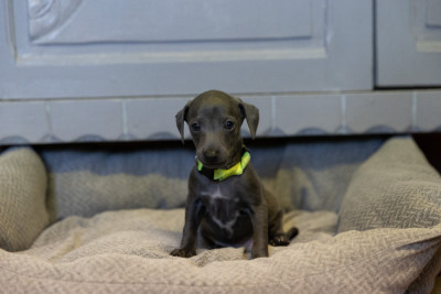 CHIOT collier vert clair