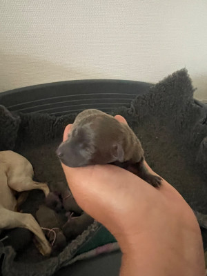 CHIOT 2
