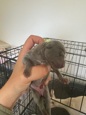 CHIOT 1