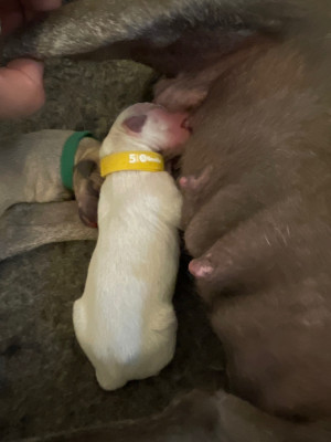 CHIOT 2