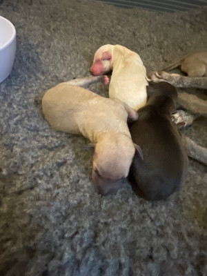 CHIOT 5