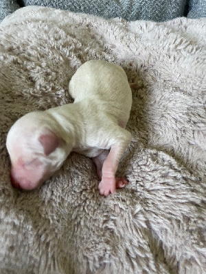 CHIOT