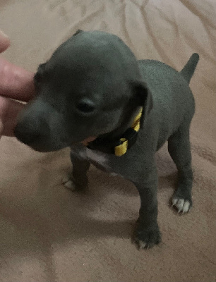 CHIOT