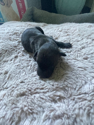 CHIOT