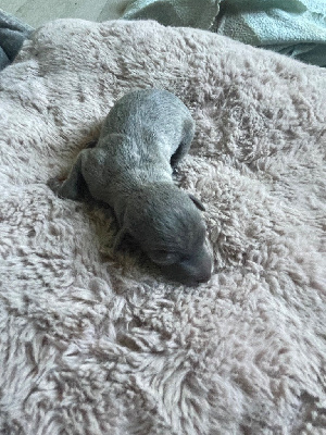 CHIOT