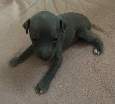 CHIOT