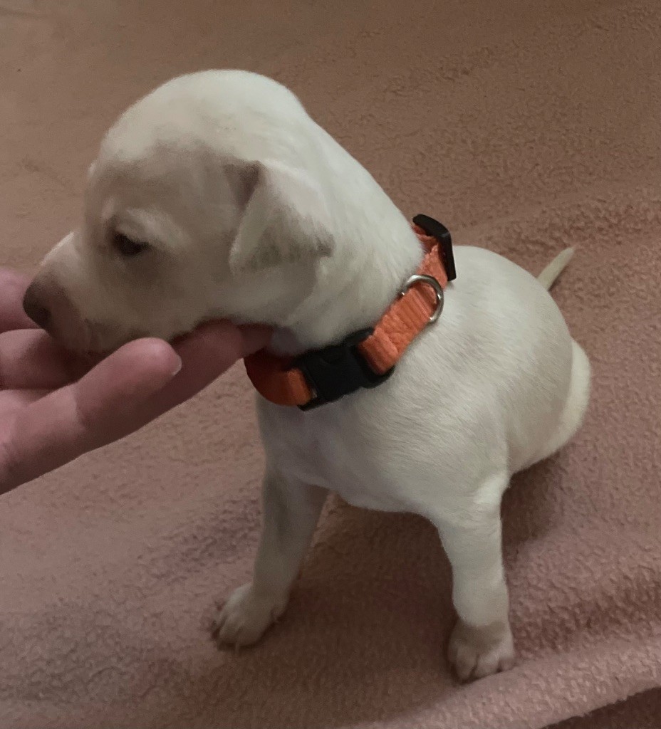 Du Domaine Des Trois L - Chiots disponibles - Petit Levrier Italien