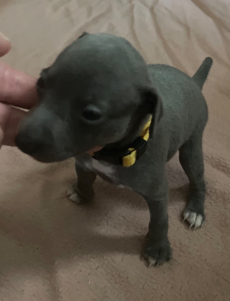 Du Domaine Des Trois L - Chiots disponibles - Petit Levrier Italien