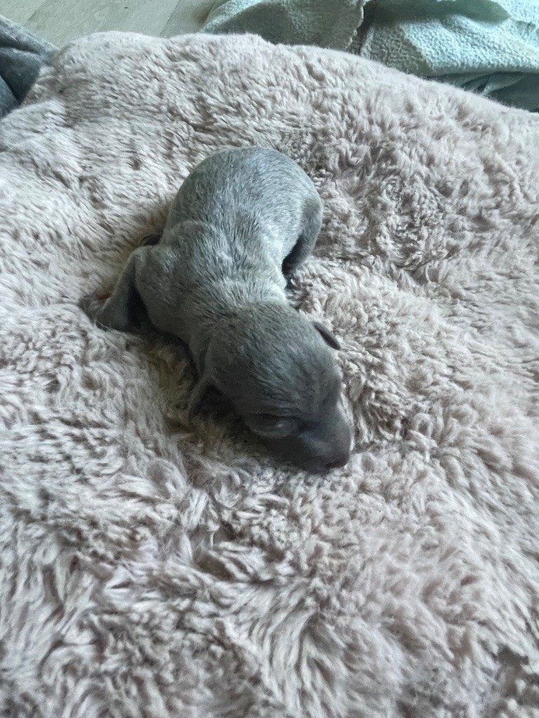 Du Domaine Des Trois L - Chiots disponibles - Petit Levrier Italien