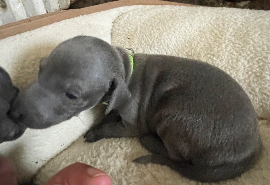 Du Domaine Des Trois L - Chiots disponibles - Petit Levrier Italien