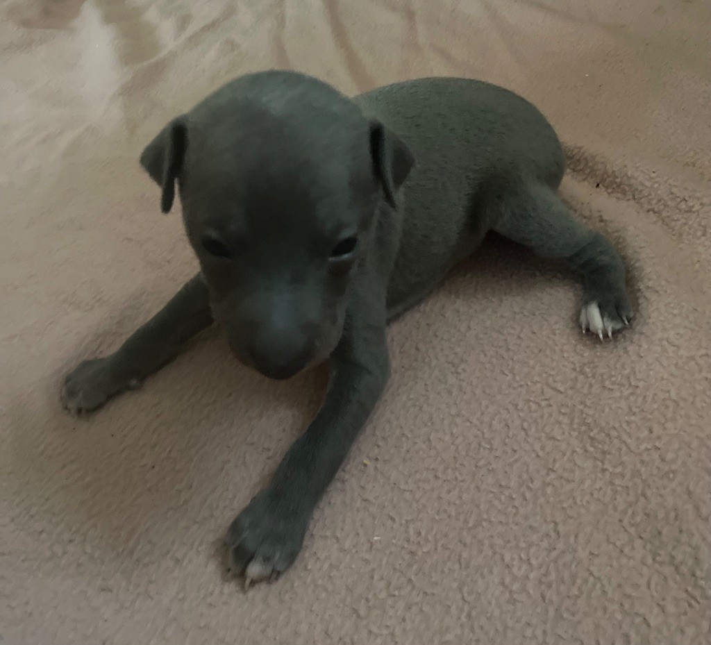 Du Domaine Des Trois L - Chiots disponibles - Petit Levrier Italien